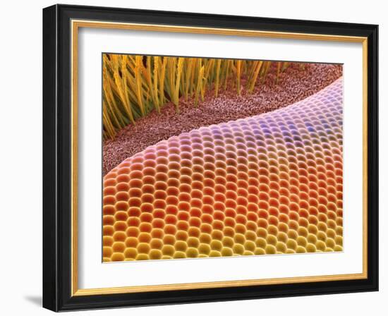 Fruit Fly Eye, SEM-Steve Gschmeissner-Framed Photographic Print