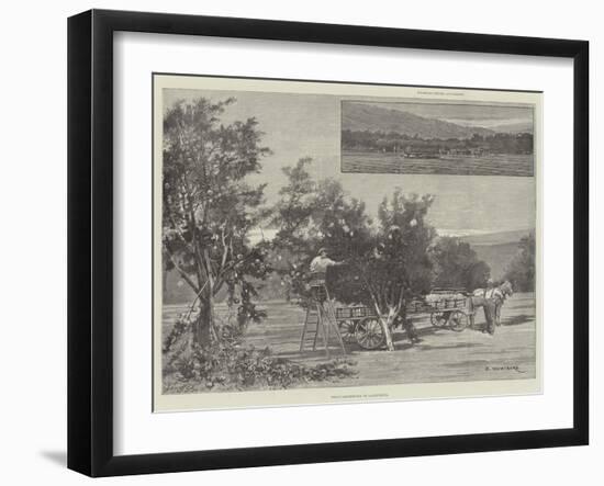 Fruit-Gathering in California-Charles Auguste Loye-Framed Giclee Print