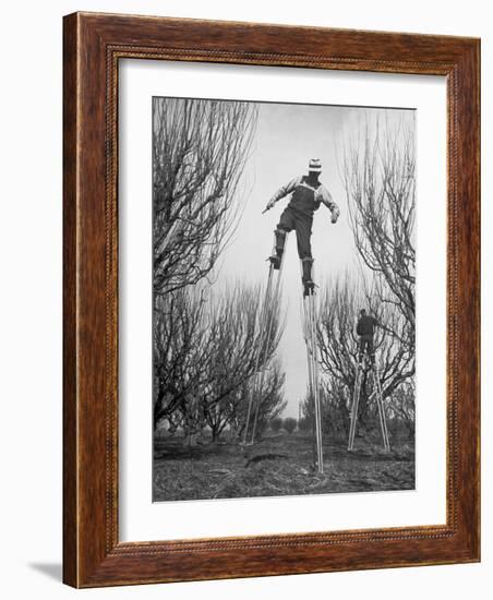 Fruit Growers Wayne Deming and Son Douglas Using Stilts to Prune Trees in Half the Usual Time-Ralph Crane-Framed Photographic Print