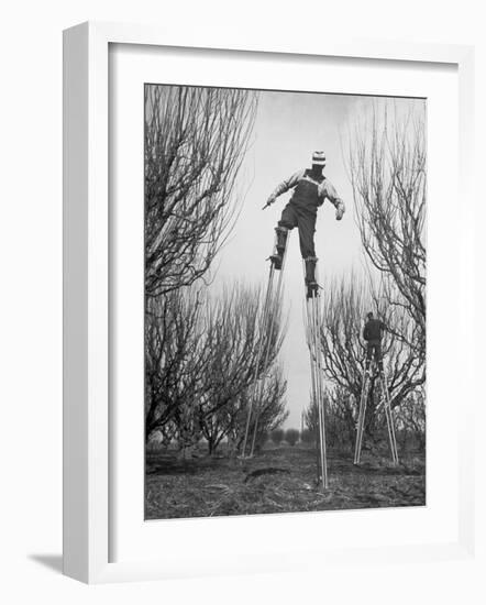 Fruit Growers Wayne Deming and Son Douglas Using Stilts to Prune Trees in Half the Usual Time-Ralph Crane-Framed Photographic Print