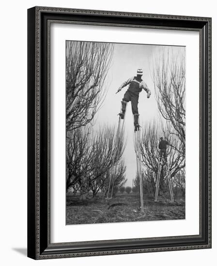 Fruit Growers Wayne Deming and Son Douglas Using Stilts to Prune Trees in Half the Usual Time-Ralph Crane-Framed Photographic Print