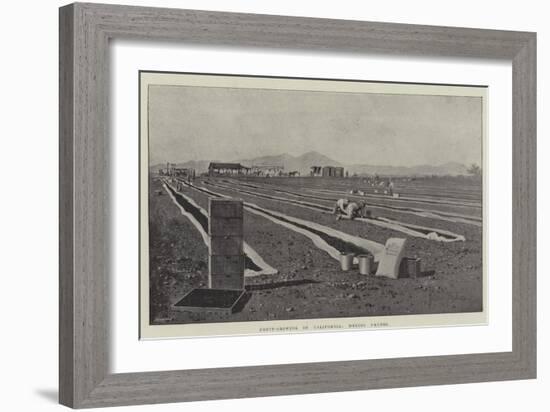 Fruit-Growing in California, Drying Prunes-Joseph Holland Tringham-Framed Giclee Print