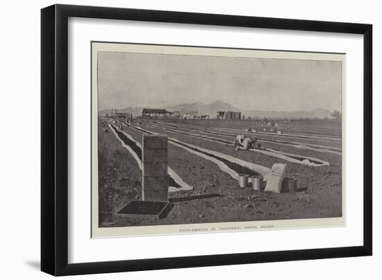 Fruit-Growing in California, Drying Prunes-Joseph Holland Tringham-Framed Giclee Print