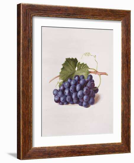 Fruit of the Vine, 1868-Augusta Innes Withers-Framed Giclee Print