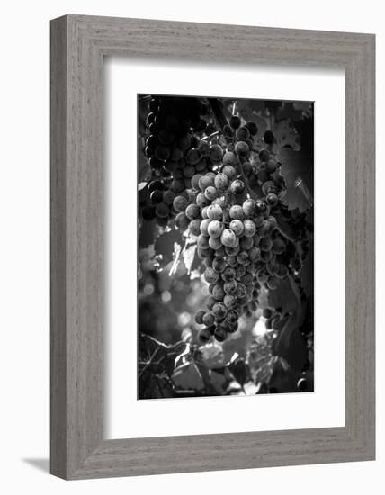 Fruit of The Vine-George Cannon-Framed Photographic Print