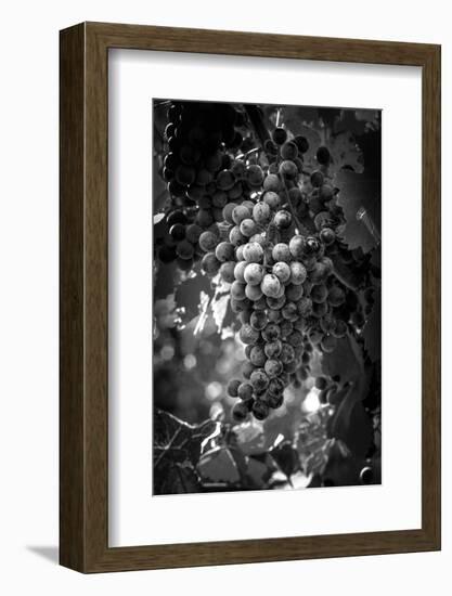 Fruit of The Vine-George Cannon-Framed Photographic Print