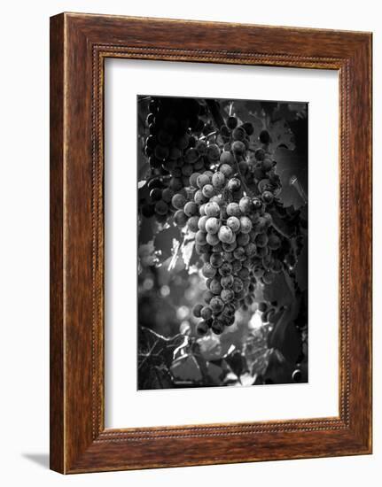 Fruit of The Vine-George Cannon-Framed Photographic Print