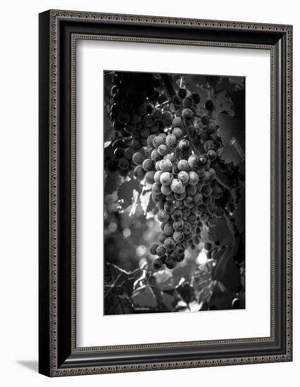 Fruit of The Vine-George Cannon-Framed Photographic Print