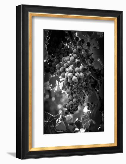 Fruit of The Vine-George Cannon-Framed Photographic Print