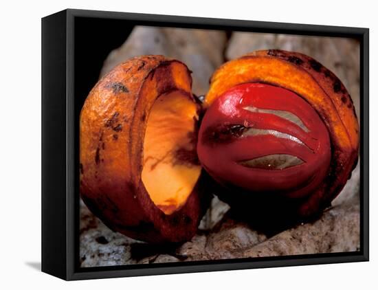 Fruit of Wild Nutmeg, Barro Colorado Island, Panama-Christian Ziegler-Framed Premier Image Canvas