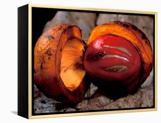 Fruit of Wild Nutmeg, Barro Colorado Island, Panama-Christian Ziegler-Framed Premier Image Canvas