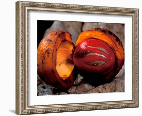 Fruit of Wild Nutmeg, Barro Colorado Island, Panama-Christian Ziegler-Framed Photographic Print