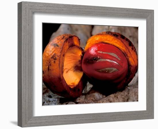 Fruit of Wild Nutmeg, Barro Colorado Island, Panama-Christian Ziegler-Framed Photographic Print