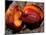 Fruit of Wild Nutmeg, Barro Colorado Island, Panama-Christian Ziegler-Mounted Photographic Print