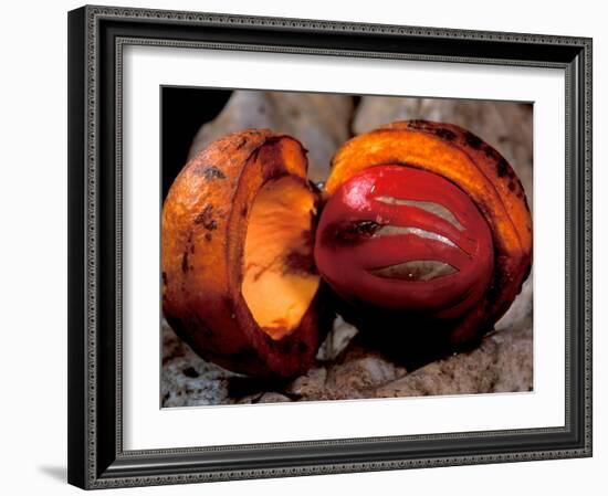 Fruit of Wild Nutmeg, Barro Colorado Island, Panama-Christian Ziegler-Framed Photographic Print