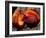 Fruit of Wild Nutmeg, Barro Colorado Island, Panama-Christian Ziegler-Framed Photographic Print