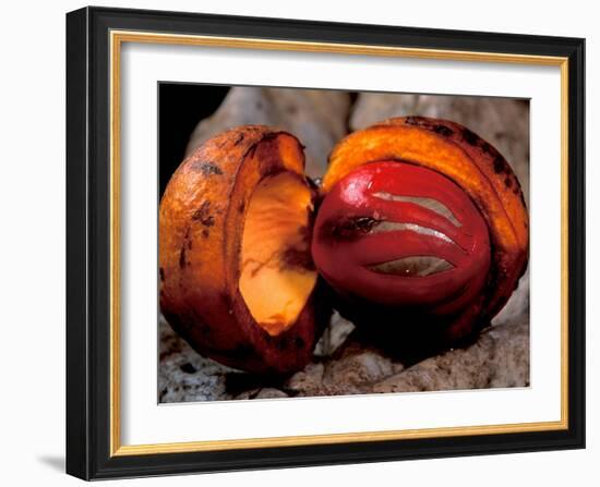 Fruit of Wild Nutmeg, Barro Colorado Island, Panama-Christian Ziegler-Framed Photographic Print