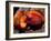 Fruit of Wild Nutmeg, Barro Colorado Island, Panama-Christian Ziegler-Framed Photographic Print