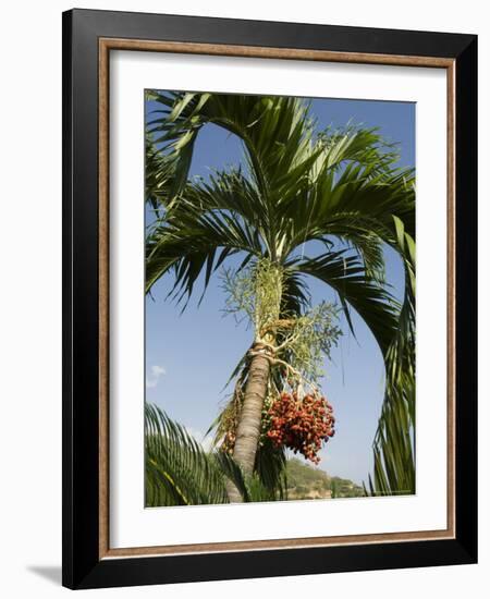 Fruit on Palm Tree, Nicoya Pennisula, Costa Rica, Central America-R H Productions-Framed Photographic Print