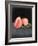 Fruit on Shelf VI-Naomi McCavitt-Framed Art Print