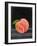 Fruit on Shelf VIII-Naomi McCavitt-Framed Art Print