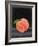 Fruit on Shelf VIII-Naomi McCavitt-Framed Art Print