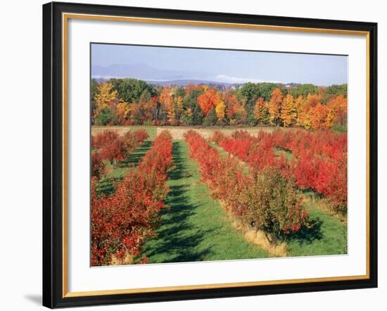 Fruit Orchard in the Fall, Columbia County, NY-Barry Winiker-Framed Photographic Print