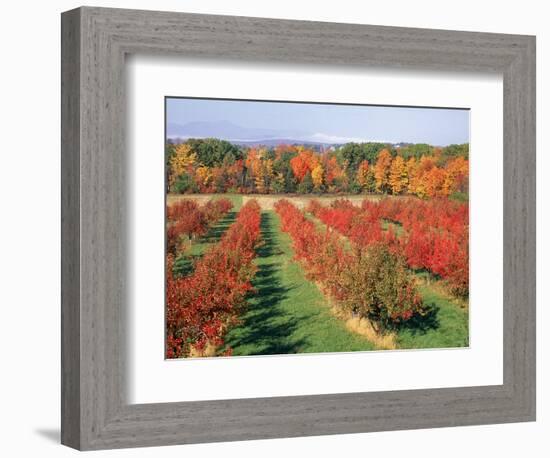 Fruit Orchard in the Fall, Columbia County, NY-Barry Winiker-Framed Photographic Print