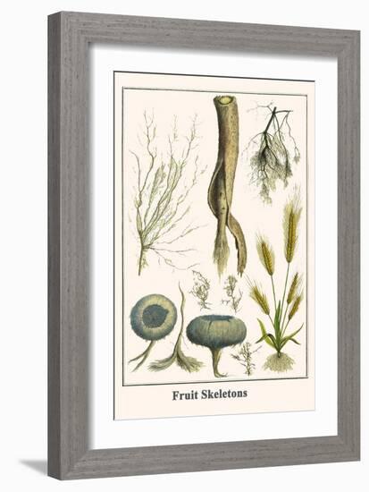 Fruit Skeletons-Albertus Seba-Framed Art Print