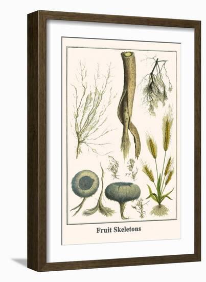 Fruit Skeletons-Albertus Seba-Framed Art Print