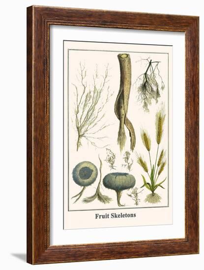 Fruit Skeletons-Albertus Seba-Framed Art Print