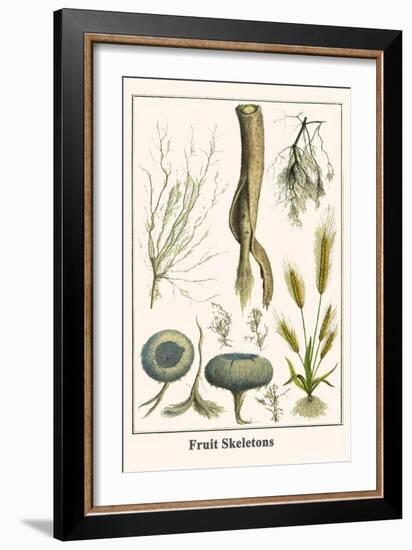 Fruit Skeletons-Albertus Seba-Framed Art Print