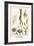 Fruit Skeletons-Albertus Seba-Framed Art Print