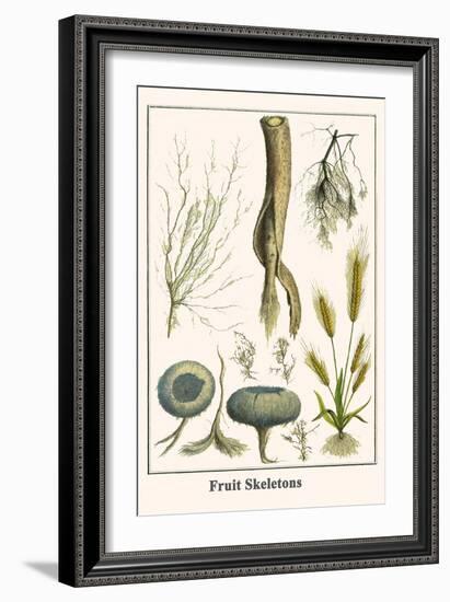 Fruit Skeletons-Albertus Seba-Framed Art Print