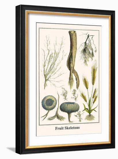 Fruit Skeletons-Albertus Seba-Framed Art Print