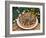 Fruit Tart in Normandy, France, Europe-Michael Busselle-Framed Photographic Print