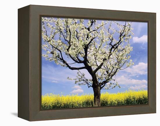 Fruit Tree Blossom and Rape Field in Spring-Markus Lange-Framed Premier Image Canvas