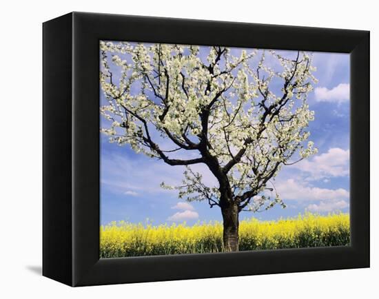 Fruit Tree Blossom and Rape Field in Spring-Markus Lange-Framed Premier Image Canvas