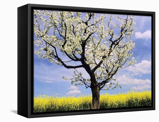 Fruit Tree Blossom and Rape Field in Spring-Markus Lange-Framed Premier Image Canvas