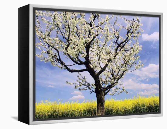 Fruit Tree Blossom and Rape Field in Spring-Markus Lange-Framed Premier Image Canvas