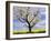 Fruit Tree Blossom and Rape Field in Spring-Markus Lange-Framed Photographic Print