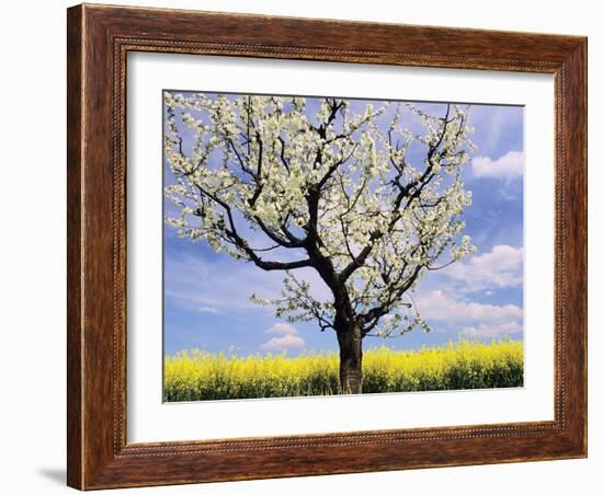 Fruit Tree Blossom and Rape Field in Spring-Markus Lange-Framed Photographic Print