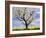 Fruit Tree Blossom and Rape Field in Spring-Markus Lange-Framed Photographic Print