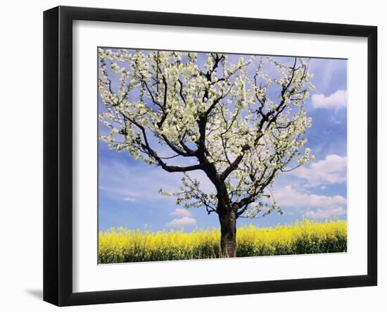 Fruit Tree Blossom and Rape Field in Spring-Markus Lange-Framed Photographic Print