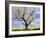 Fruit Tree Blossom and Rape Field in Spring-Markus Lange-Framed Photographic Print