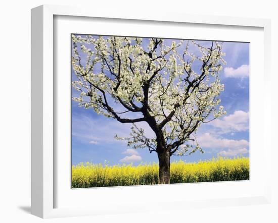 Fruit Tree Blossom and Rape Field in Spring-Markus Lange-Framed Photographic Print