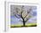 Fruit Tree Blossom and Rape Field in Spring-Markus Lange-Framed Photographic Print