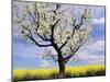 Fruit Tree Blossom and Rape Field in Spring-Markus Lange-Mounted Photographic Print
