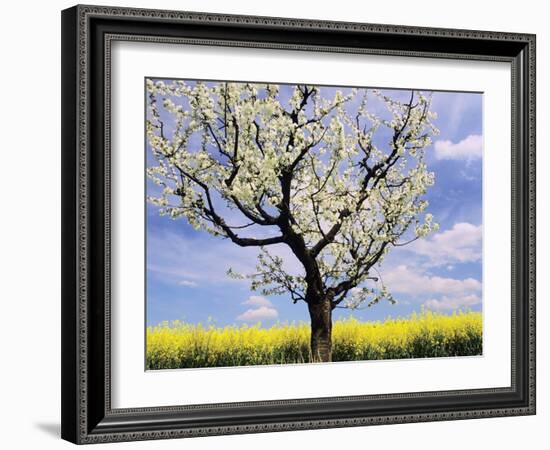 Fruit Tree Blossom and Rape Field in Spring-Markus Lange-Framed Photographic Print