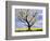 Fruit Tree Blossom and Rape Field in Spring-Markus Lange-Framed Photographic Print